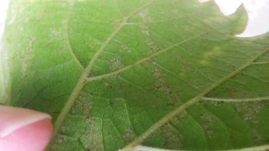 Also note that downy mildew, seen as yellow spots in this image, is often accompanied by