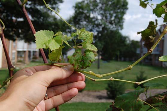 42 Figure 19: Severely defoliated vines often have only axillary and minimal tip growth left by the end of the growing season.