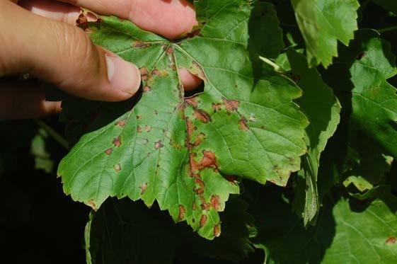 47 Figure 11: Downy mildew lesions with dead