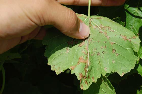 Figure 12: Underside of the downy mildew lesions