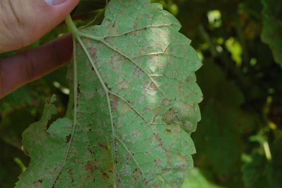 Figure 15: Severe downy mildew can give LaCrosse