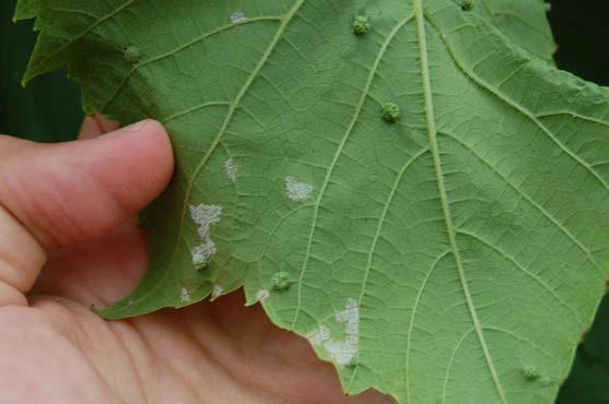 Figure 2: Downy mildew spores on the lower surface of a Brianna leaf.