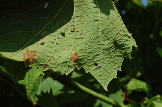 Figure 3: Dead tissue caused by downy mildew on the upper surface of a Brianna leaf.