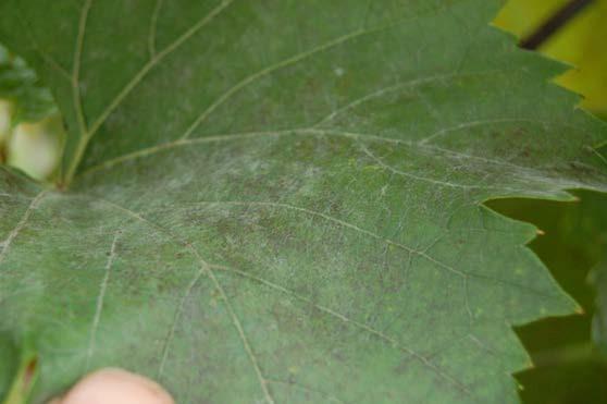 Figure 9: Early powdery mildew disease with fungal structures and symptoms on