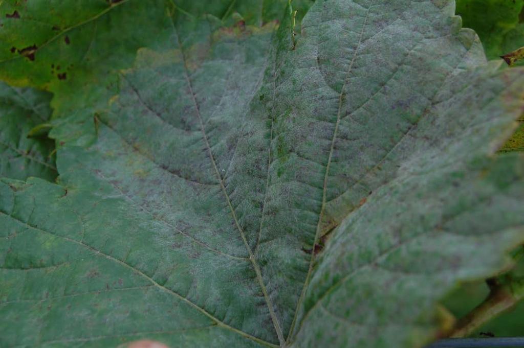 56 Figure 12: Severe powdery mildew on the upper surface of a Léon Millot leaf.