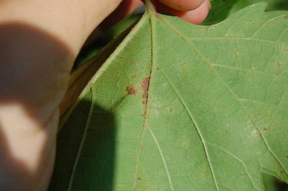 Figure 4: Underside of a downy mildew lesion pictured in Figure