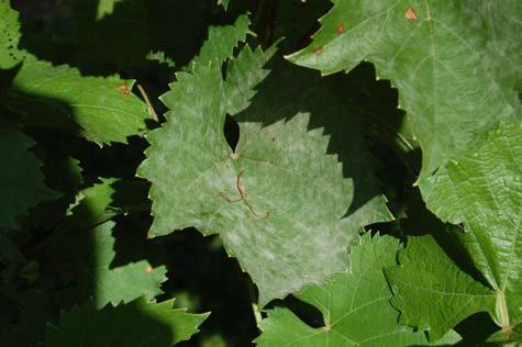 JULY: Figure 6: Marquette leaf with powdery mildew infection (left) compared to Valiant leaf with downy