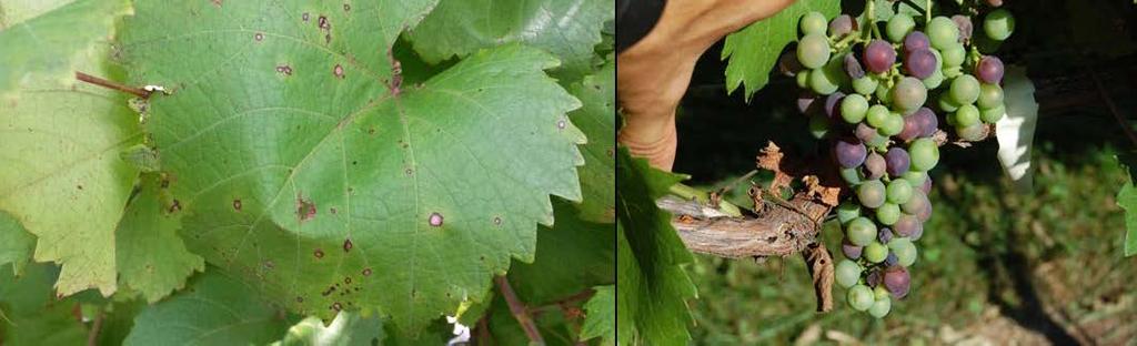 69 AUGUST: Figure 19: Black rot lesions on Marquette in August 2015.