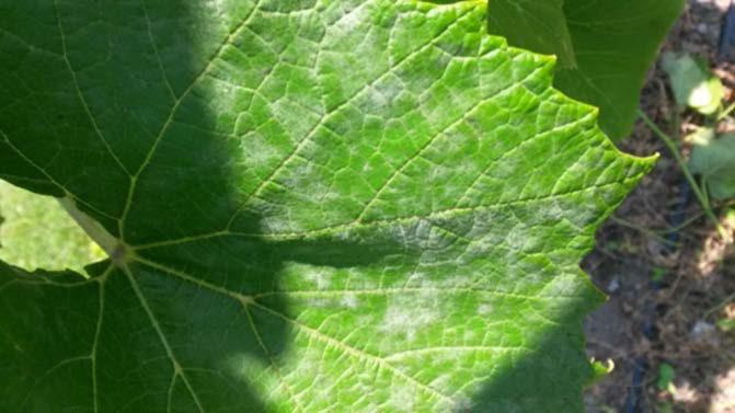 8 Powdery Mildew (Erysiphe necator): Brianna was among the most susceptible cultivars to powdery mildew in both 2015 and 2016. Both fruit and foliage were affected.