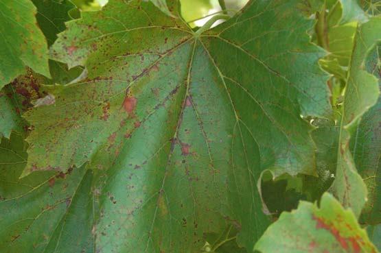81 AUGUST: Figure 9: Downy mildew lesions on the upper surface of a St. Croix leaf.