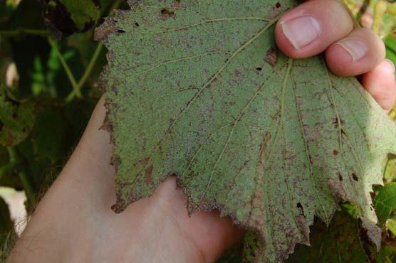 Figure 12: Downy mildew spore production on the lower surface of a St. Croix leaf.