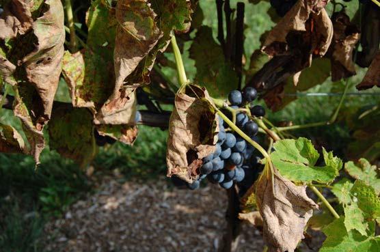 Dead spots eventually coalesce into large areas of dead leaf tissue, ultimately resulting in leaf death and premature defoliation of vines.