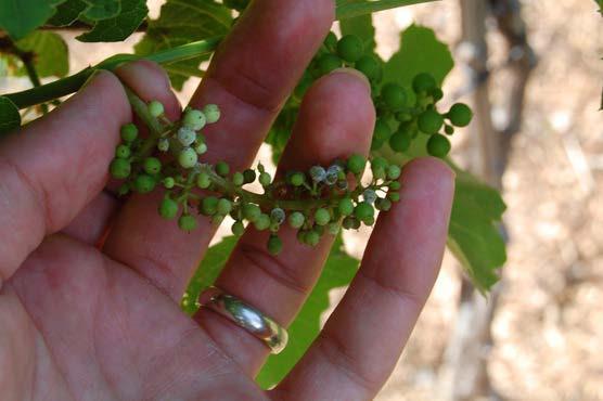 Infected berries initially turn pale greenyellow, and become covered in