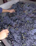 Dehesa Valdelaguna Pesquera el Duero montelaguna selección Tempranillo grapes of vineyards of over 20 years old, frist selection in the vineyard, second manually on the selection table at the winery.