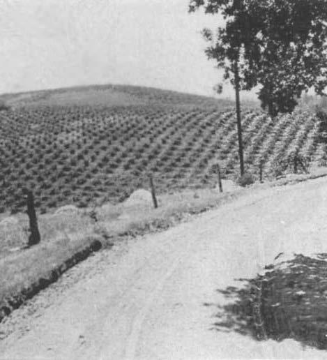 Hilgard planted at UC Expt Stations in 1890 Bioletti (1907): support grape for