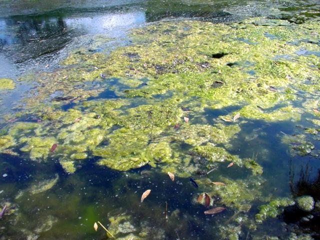 14) Cutrine Plus (Pg. 14) Weed Rake (Pg. 20) Planktonic Pea Soup Algae A microscopic form of algae, suspended in the upper few feet of water.