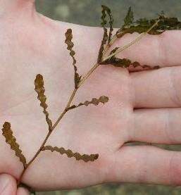 Curly-Leaf Pondweed Leaves often look crinkled and are thin and membranous with veins plainly visible.