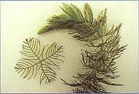 Plants 8 Eurasian Watermilfoil This plant features leaves in whorls of 4 with 14 to 20 pairs of leaf divisions. Stalks of tiny, reddish flowers may extend above or on the water surface.