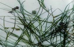 9 American Pondweed Usually found close to shore, features floating leaves that are oval with base tapered to distinct petiole. The submersed leaves are oval to lance-like, tapered to long petiole.