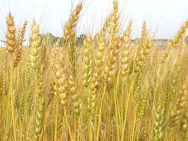 Crops Farmed Barley