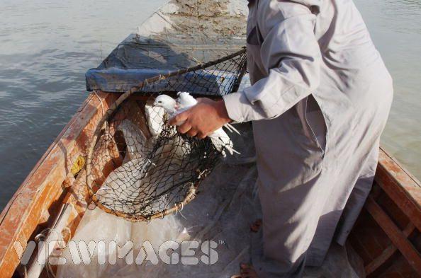 Fishermen Provided food From the Euphrates and Tigris Rivers Fish was most widely eaten meat