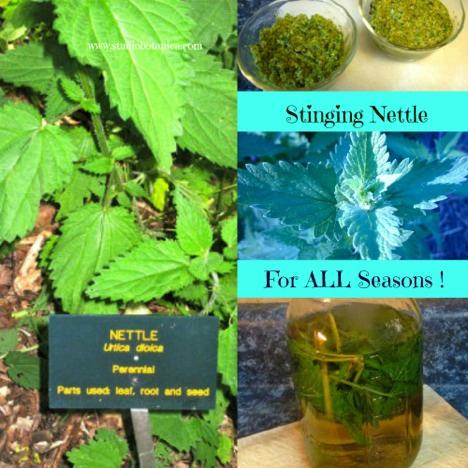 IDEAS for using Stinging Nettle ALL year long ~ for optimum health and benefit
