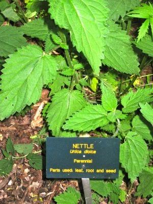 I love Nettle. Yes, I do. The abundance of this powerful plant, thought to be a useless weed by many, is one of the earth s gifts to us, and never more important than now.