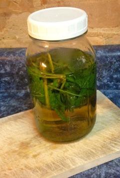 Nettles in Vinegar Harvest the nettles. (I harvest the top 1/3 of the plant) Use the stems and leaves. Put the nettles into a glass jar. Pack the plant material into the jar.