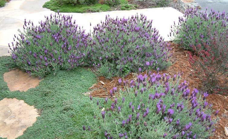 , Shrub, Gray Attracts Bees Fast, Sandy,