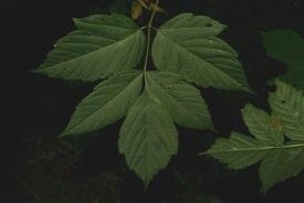 Acer platanoides Norway maple (non-native) Leaf: Opposite, simple, and palmately-veined, 5 to 7 lobed with long pointed "teeth", exudes milky