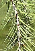 Form: Well formed, and fast growing, with a straight stem and pyramidal crown, to 120+ feet. Lateral branches commonly droop.