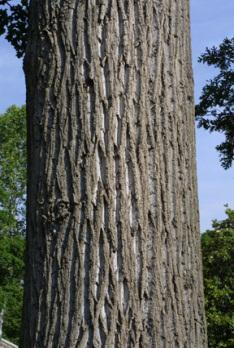 Twigs have a sweet, spicy odor when broken. Bark: Light gray-green and smooth when young, later developing flat-topped ridges and conspicuous white colored furrows in diamond shaped patterns.