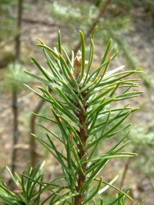 Pinus banksiana jack pine Species code: PINBAN Family: Pinaceae Leaf: Evergreen needles, 3/4 to 1 1/2 inches long, two twisted, divergent needles per fascicle, fascicle
