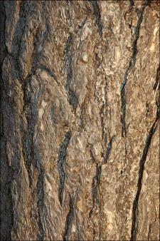 Pinus nigra European black pine, Austrian pine, Corsican pine Species code: PINNIG Family: Pinaceae Leaf: Evergreen needles, 4 to
