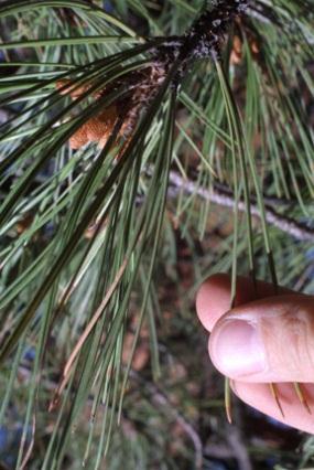Pinus ponderosa ponderosa pine Species code: PINPON Family: Pinaceae Leaf: Evergreen, 5 to 10 inches long, with three (sometimes