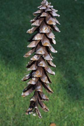 Fruit: Cones are 4 to 7 inches long, cylindrical, with thick, rounded cone scales, very resinous, borne on a long stalk and maturing in late summer.