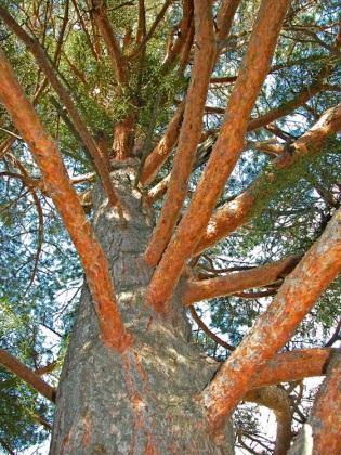 Bark: On young trees, thin, smooth and gray-green with some lighter splotty patches; later becoming thick, reddish brown to gray-brown with prominent finely scaly, rounded, long ridges and darker