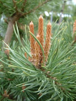 Pinus sylvestris scotch pine Species code: PINSYL Family: Pinaceae Leaf: Evergreen needles, 1 1/2 to 3 inches long, with two stout, twisted needles per fascicle, blue-green with distinct stomatal