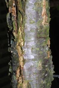Bark: At first smooth, creamy yellowish-white to very light green; later developing thick furrows and becoming dark, especially near the base.