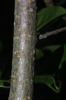 in several glossy, reddish brown to greenish scales. Leaf scars are small and semicircular with 3 bundle scars.