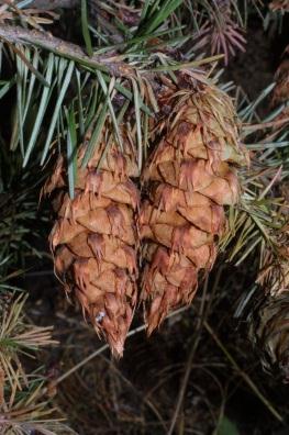 Fruit: Very distinctive, 3 to 4 inches long with rounded scales. Three-lobed bracts extend beyond the cone scales and resemble mouse posteriors. Maturing in late summer.