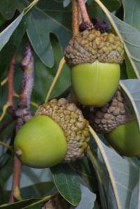 leaves in mid-spring. Fruit: Ovoid to oblong acorn, cap is warty and bowl-shaped, covers 1/4 of the fruit; cap always detaches at maturity; matures in one growing season in the early fall.