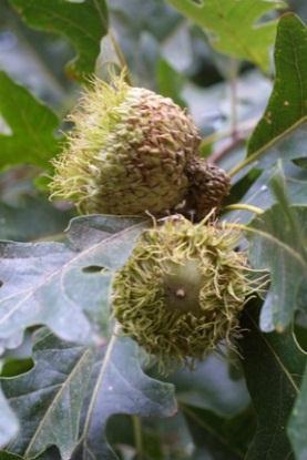 the acorn may have concentric rings or fine cracks; maturing in two years and ripening in the fall.