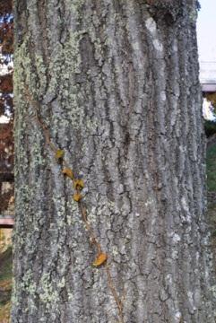 Bark: On young trees, gray-brown, with smooth streaks; later becoming darker and developing irregular broad ridges and narrow furrows especially near the base.