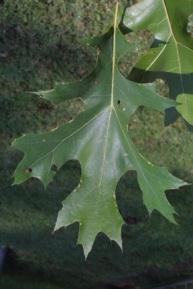 Quercus macrocarpa bur oak Species code: QUEMAC Family: Fagaceae Leaf: Alternate, simple, 6 to 12 inches long, roughly obovate in shape, with many lobes.