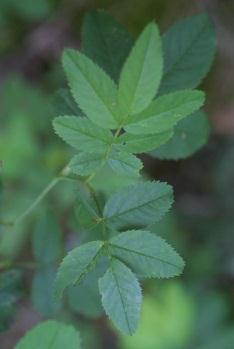 Leaf:pinnately-divided with 3-7 oblong to rounded, coarsely toothed leaflets Habitat: full sun; dry to moderate moisture; upland woods, prairies, inland sands, roadsides; in sandy, loamy soil Rubus