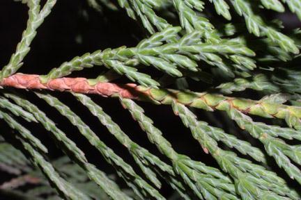 Twig: Slender, stiff, "wandlike", largely unbranched, reddish brown; leaf scar small and raised, 1 bundle scar. Bark: Smooth, grayish to reddish brown eventually peeling off in fine strips.