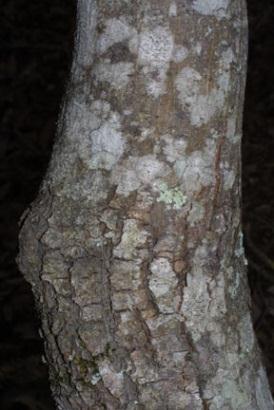 Bark: Thin, light brown to gray, resembles the skin of a cantaloupe when young, later turning darker gray and rough. Form: A short to medium sized tree to 70 feet with heavy, open branches.