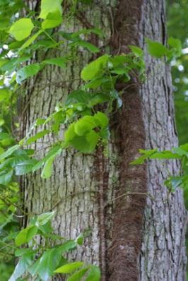 The bark is very fibrous. Form: A medium sized tree to 80 feet. Older trees very often sprout from the base when cut.