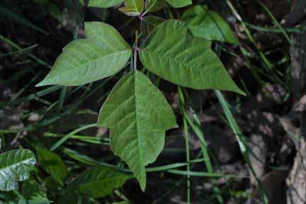 Toxicodendron radicans poison ivy Species code: TOXRAD Family: Anacardiaceae Leaf: Alternate, pinnately compound with 3 leaflets, 7 to 10 inches long, leaflets are ovate and